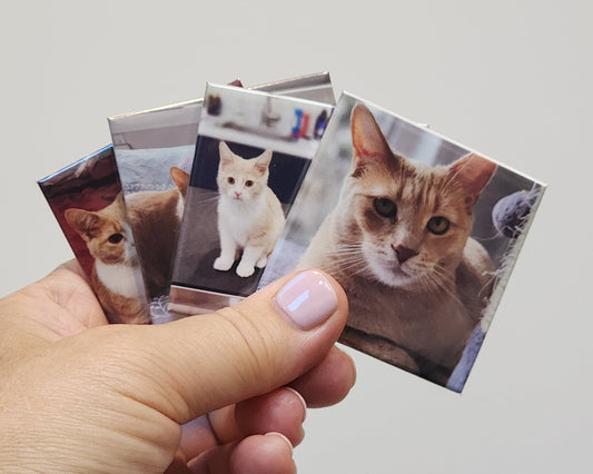 Hand holding four small photo magnets with cat images against a plain background